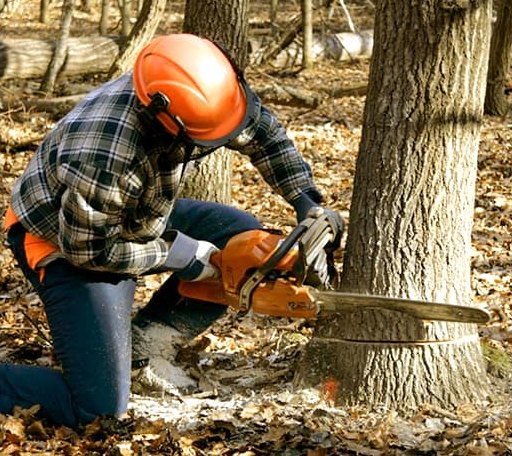 Tree Removal in Circle Pines, MN